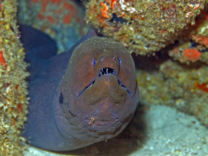 Moray eel, Batee Gla